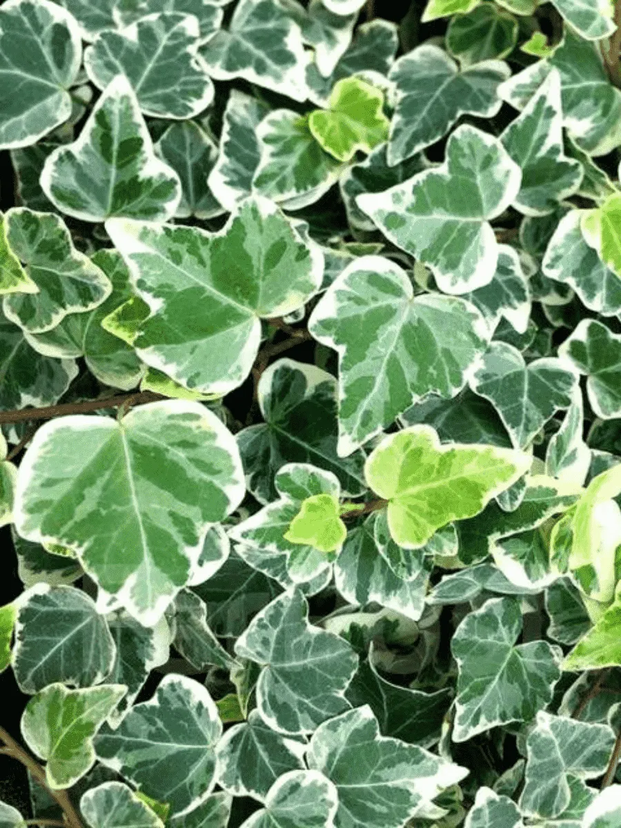 Плющ обыкновенный Mini White Wonder