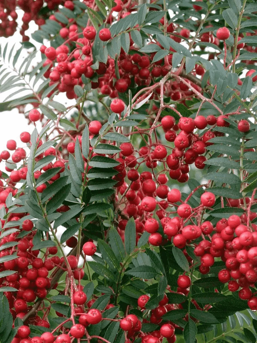 Рябина Алая крупная