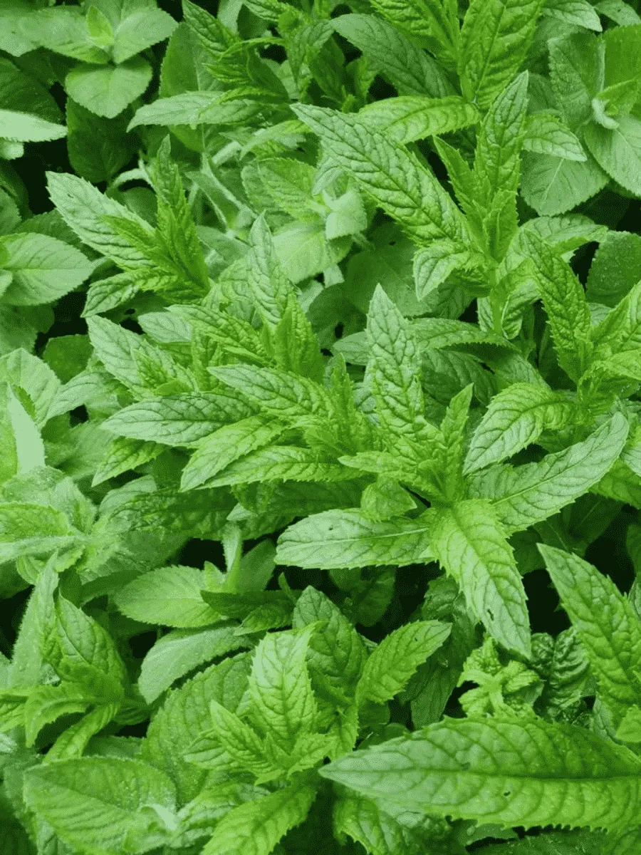 Мята перечная Lemon