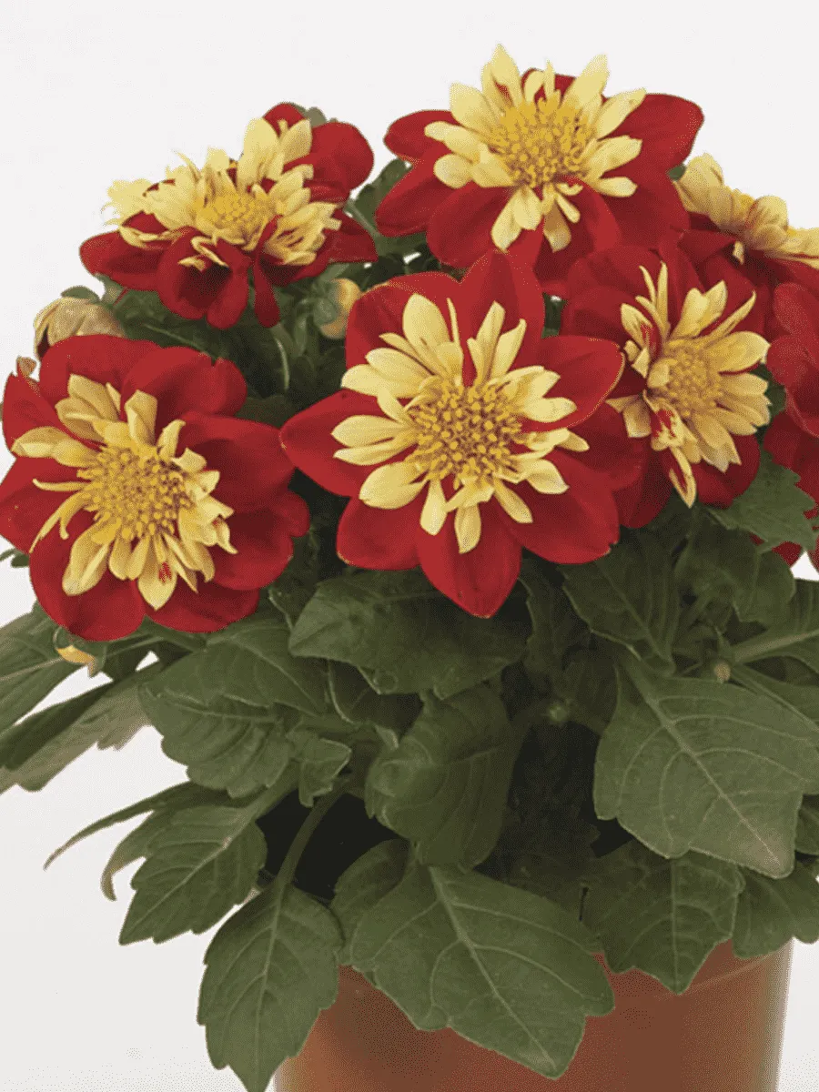 Георгин Dahlietta Surprise Cindy