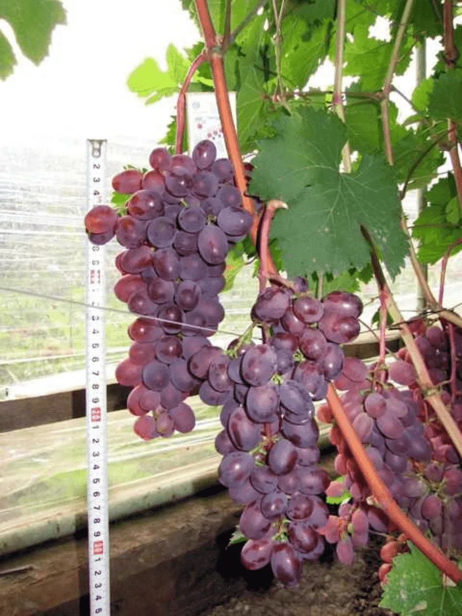 Виноград культурный Виктория