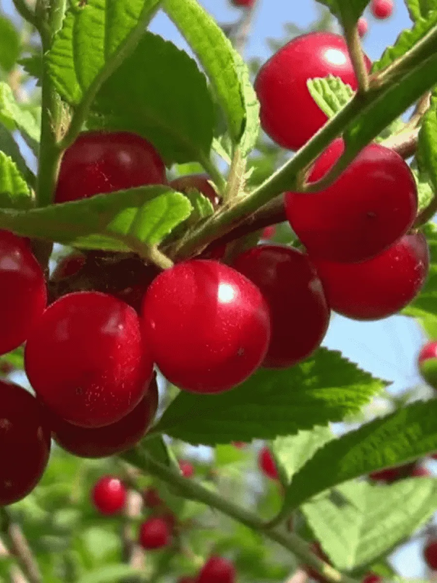 Вишня войлочная Детская