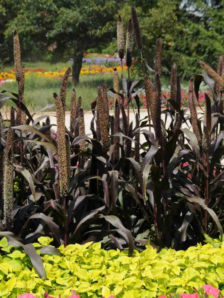 Пеннисетум Purple Baron