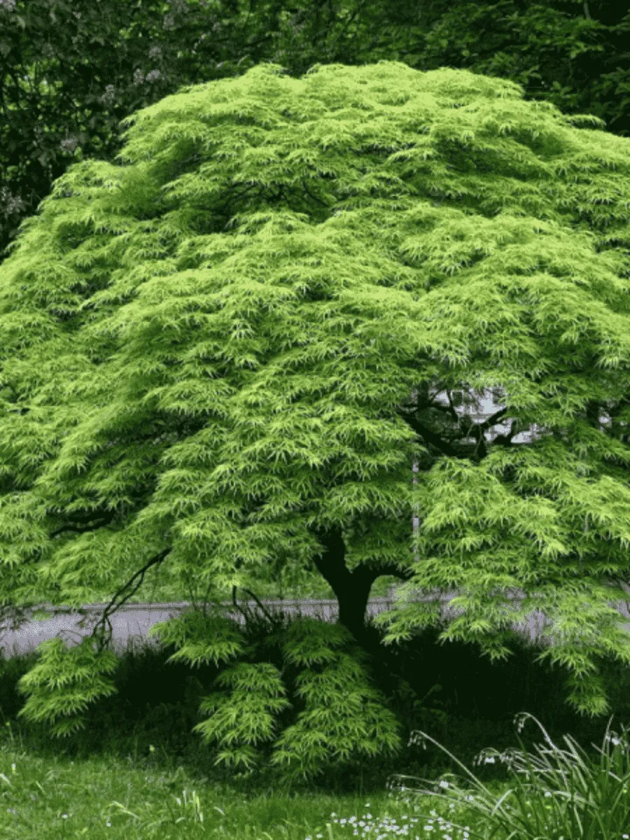 Клен веерный