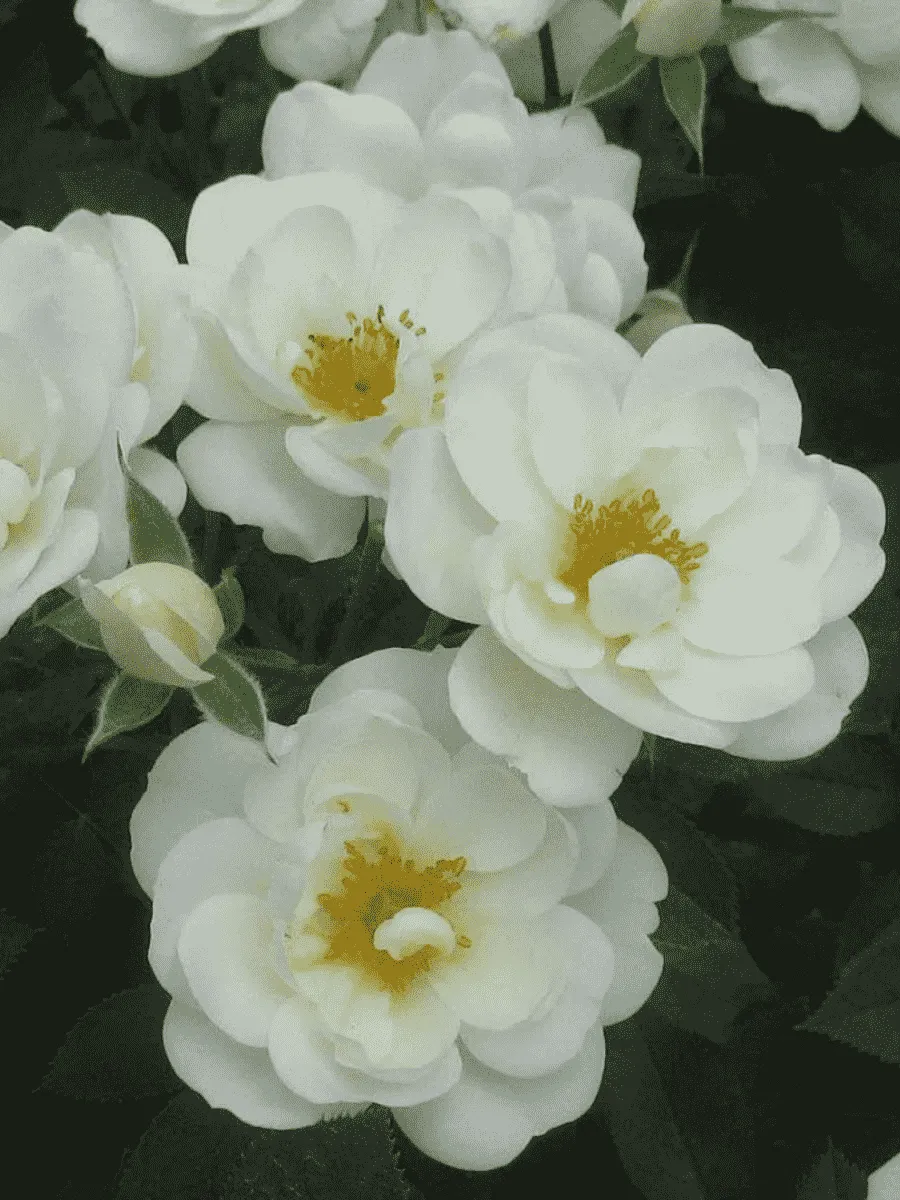 Роза Кустовая Kent