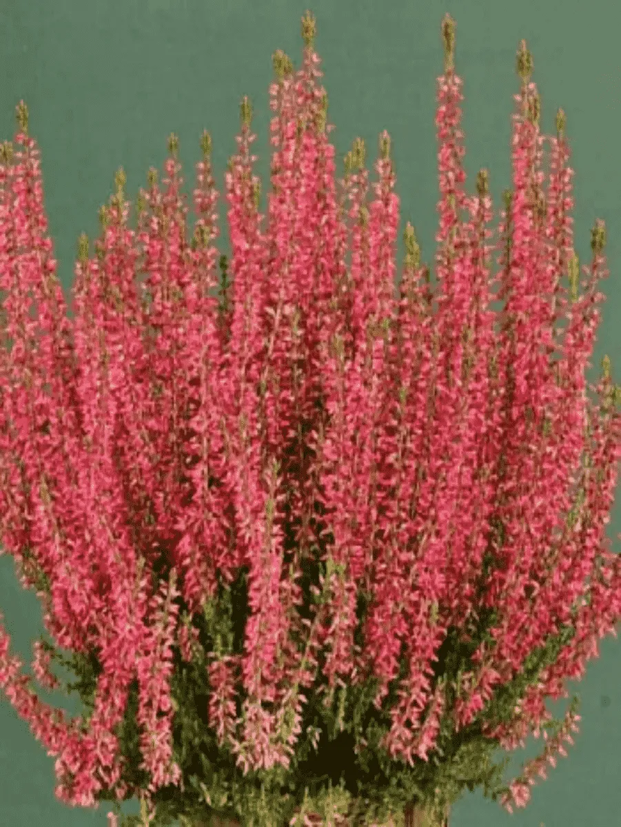 Вереск обыкновенный Red Angie