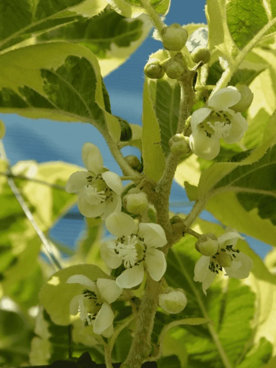 Актинидия Аргута Hokey Pokey