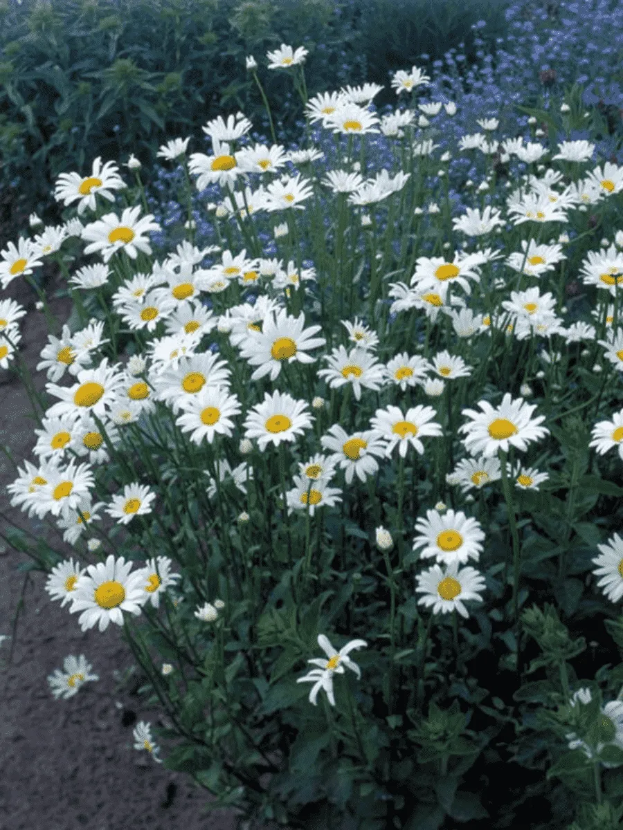 Нивяник наибольший Becky