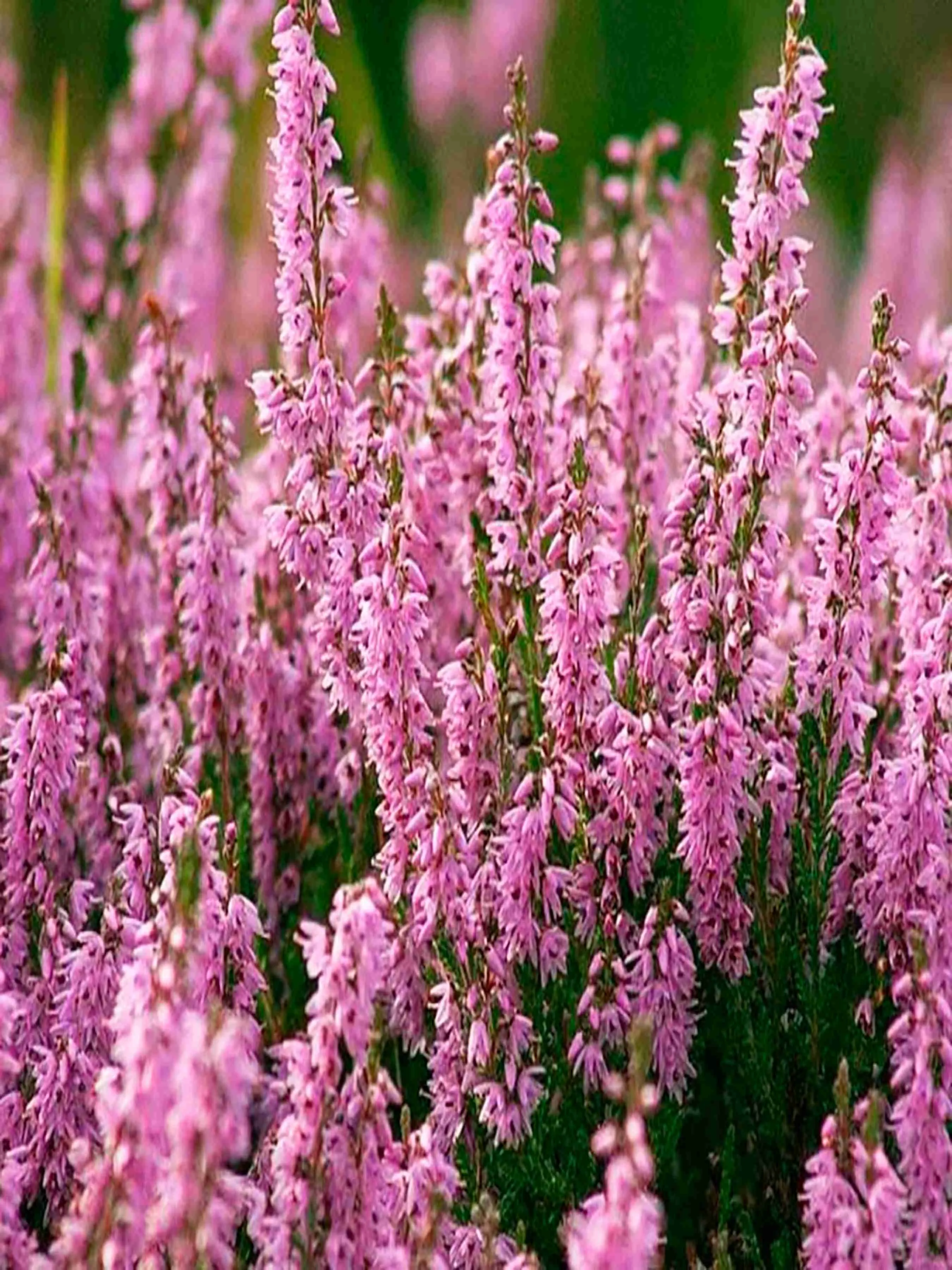 Вереск Пересвет розовый