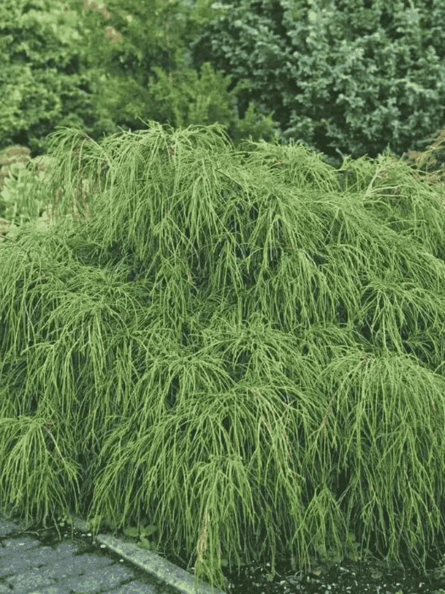 Кипарисовик горохоплодный Filifera