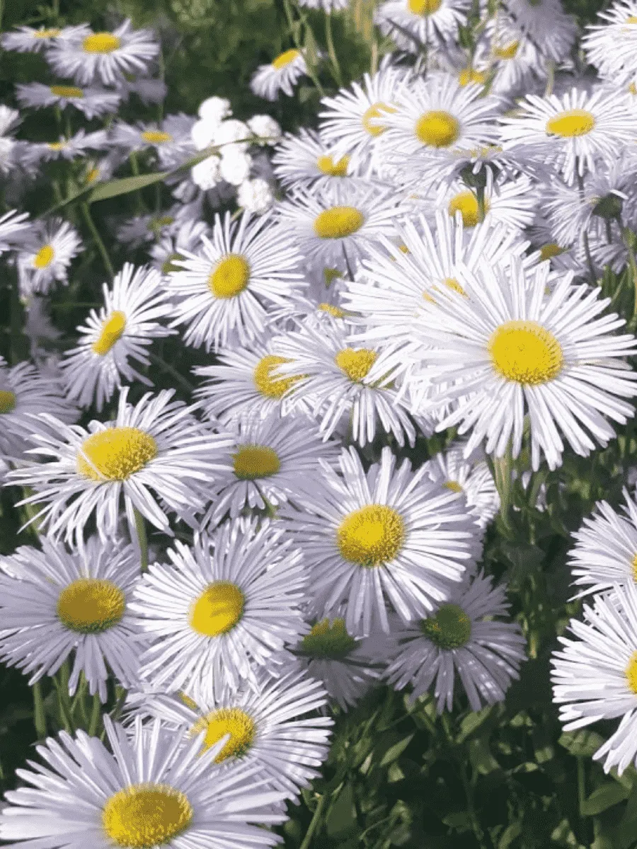 Мелколепестник сложный