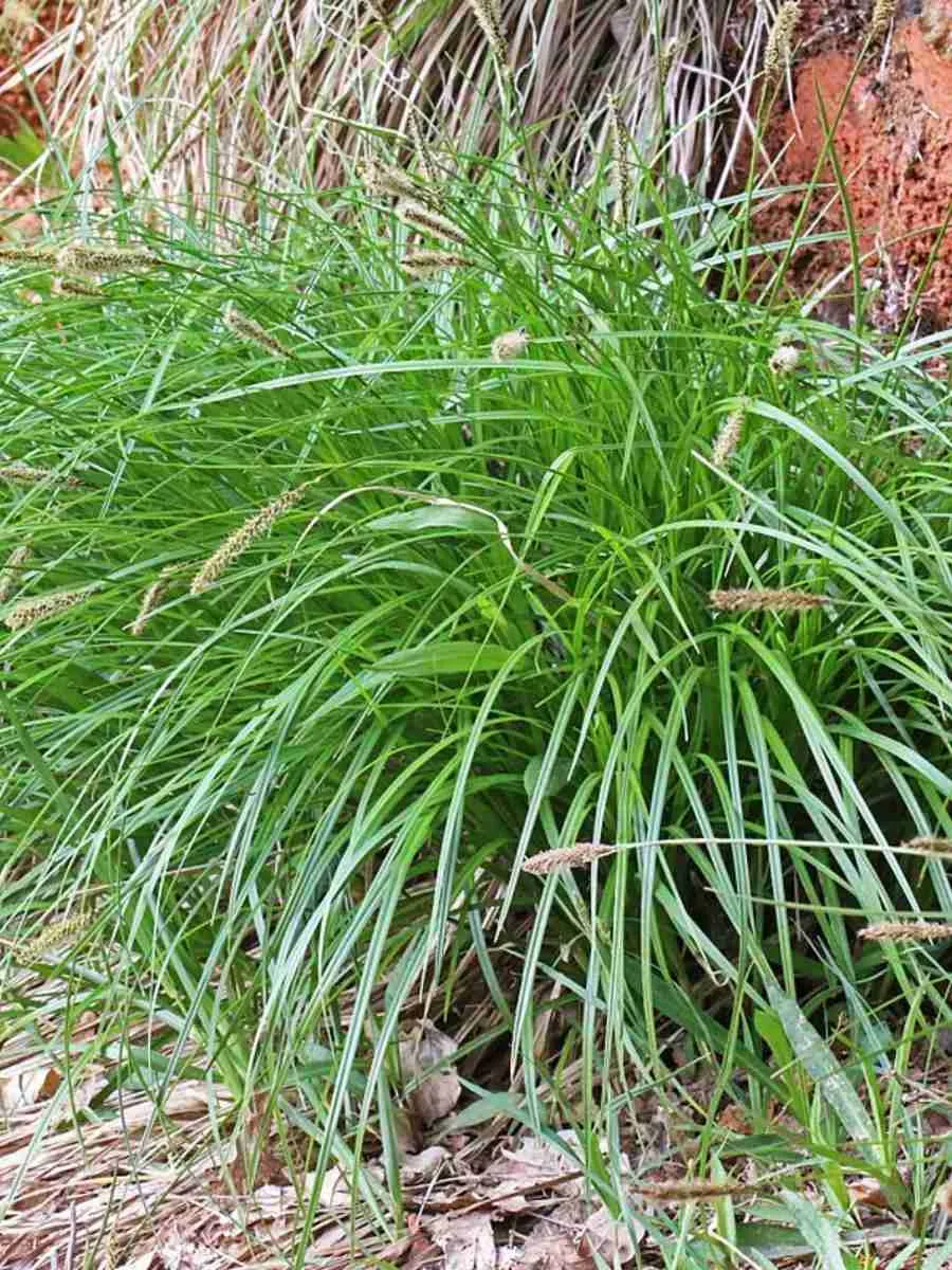 Осока гладконосая