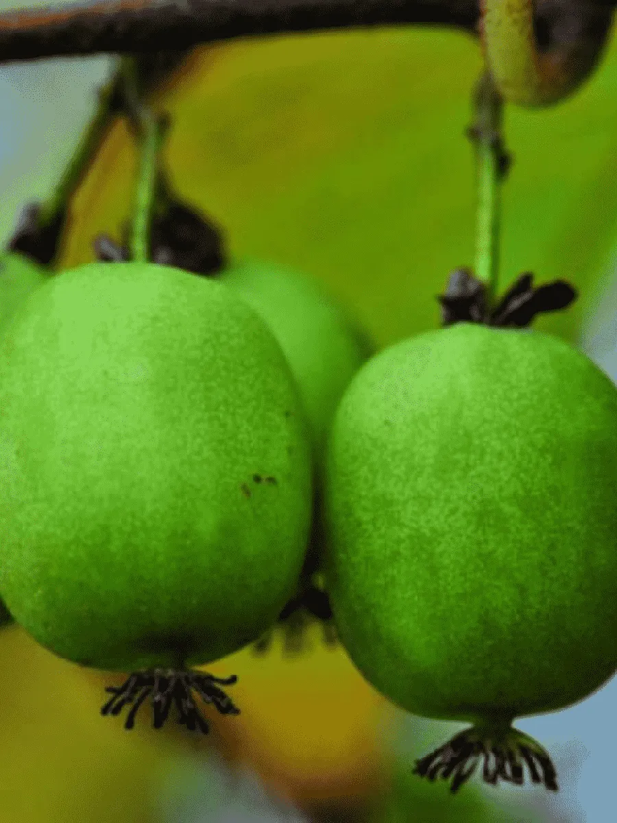 Актинидия Аргута Kokuwa