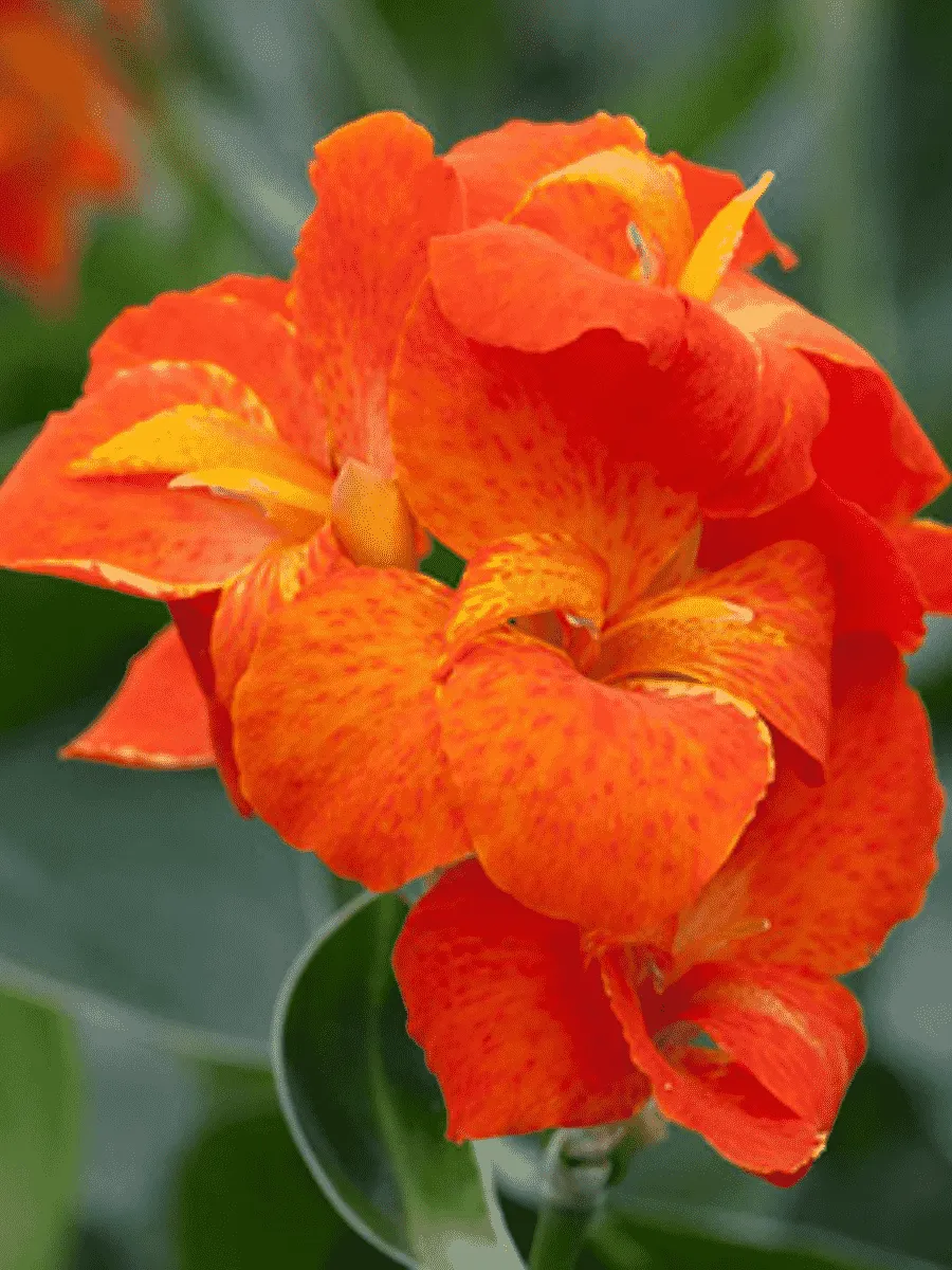 Канна горшечная Happy Cleo