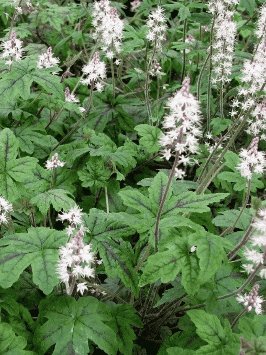 Тиарелла Happy Trail