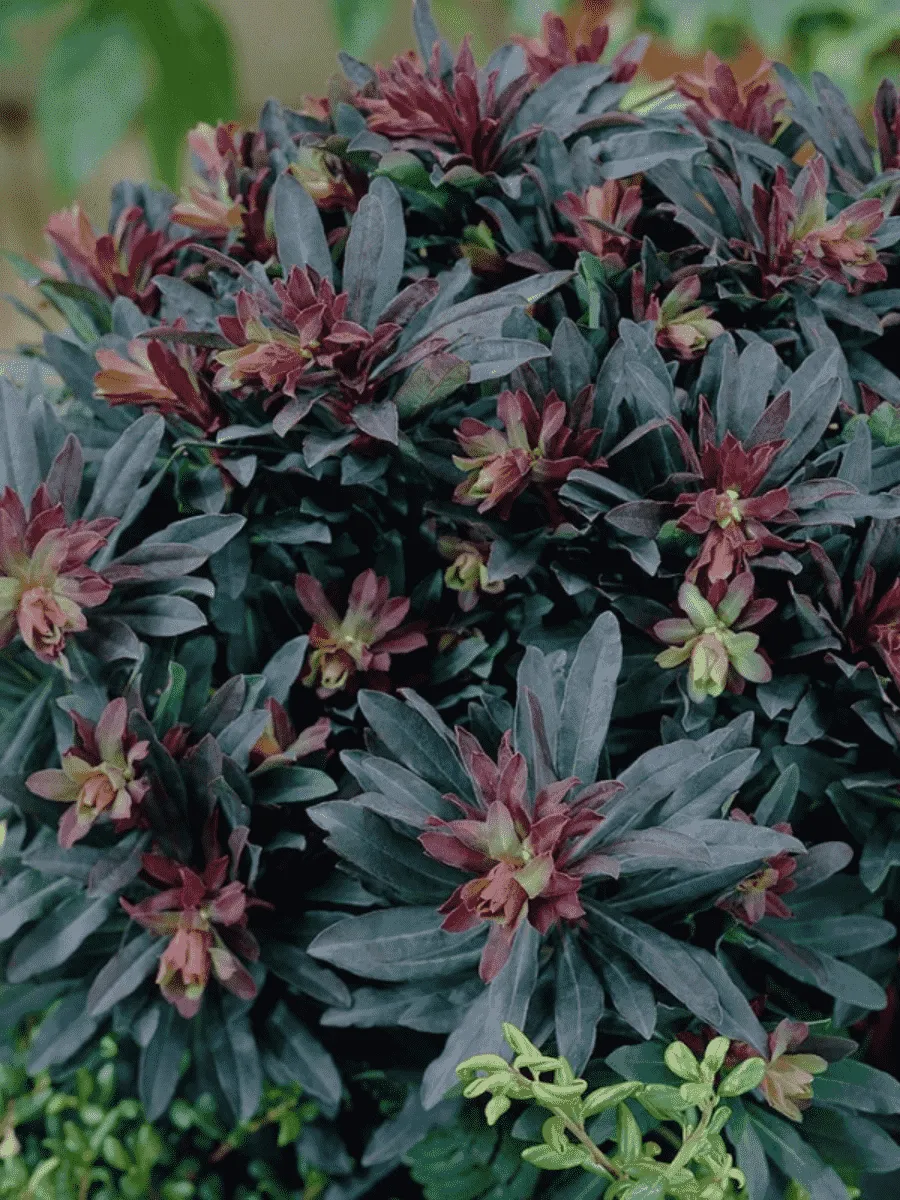 Молочай многоцветковый Purpurea