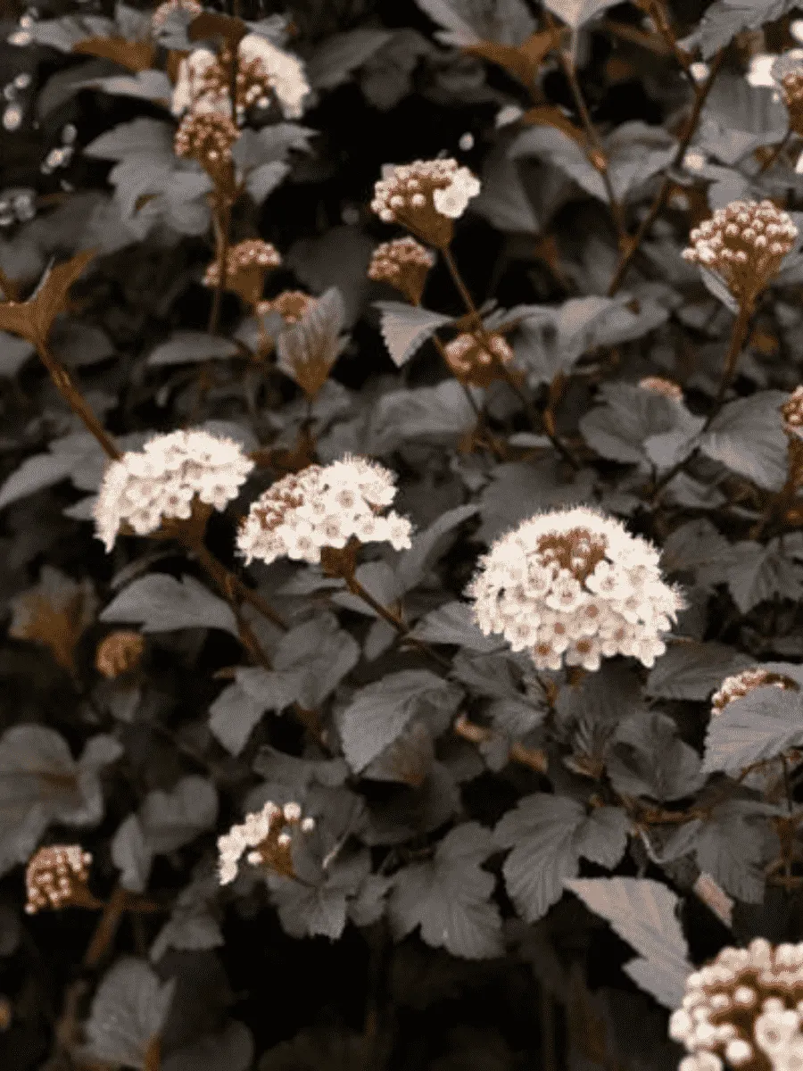 Пузыреплодник калинолистный Midnight