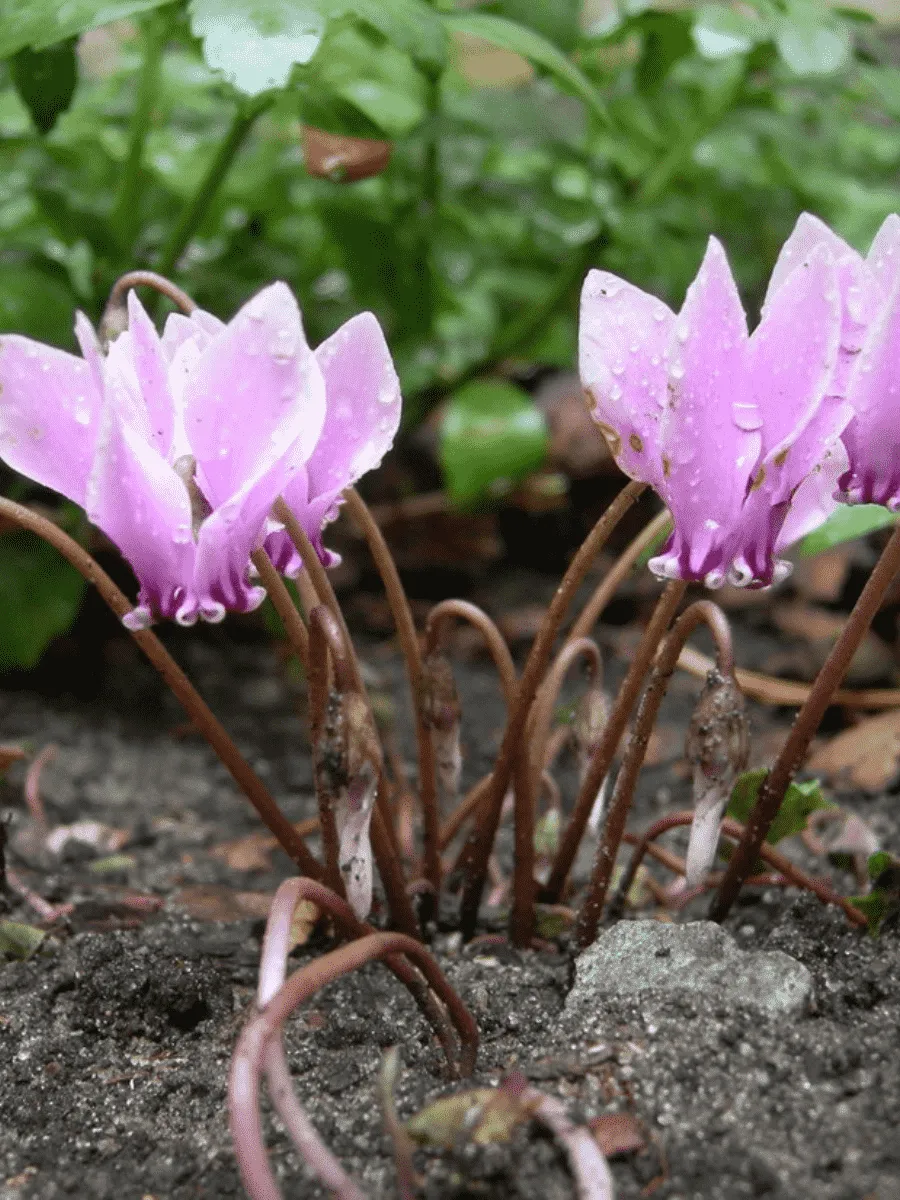 Цикламен плющелистный