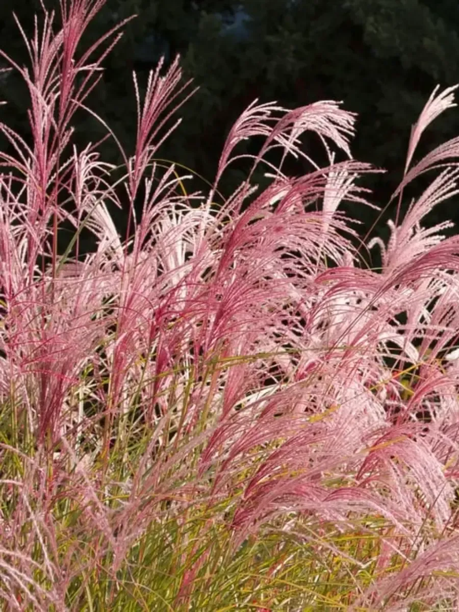 Мискантус китайский Flamingo
