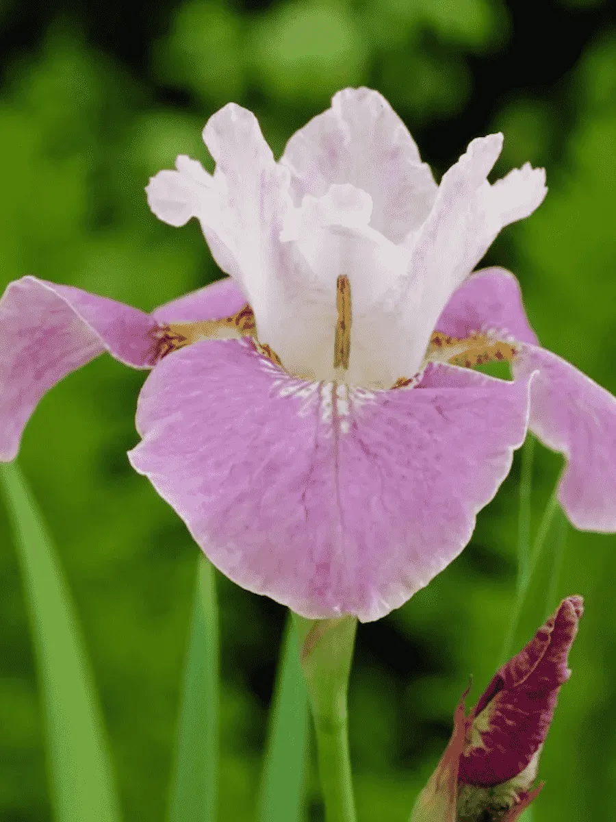 Ирис сибирский Dance Ballerina Dance