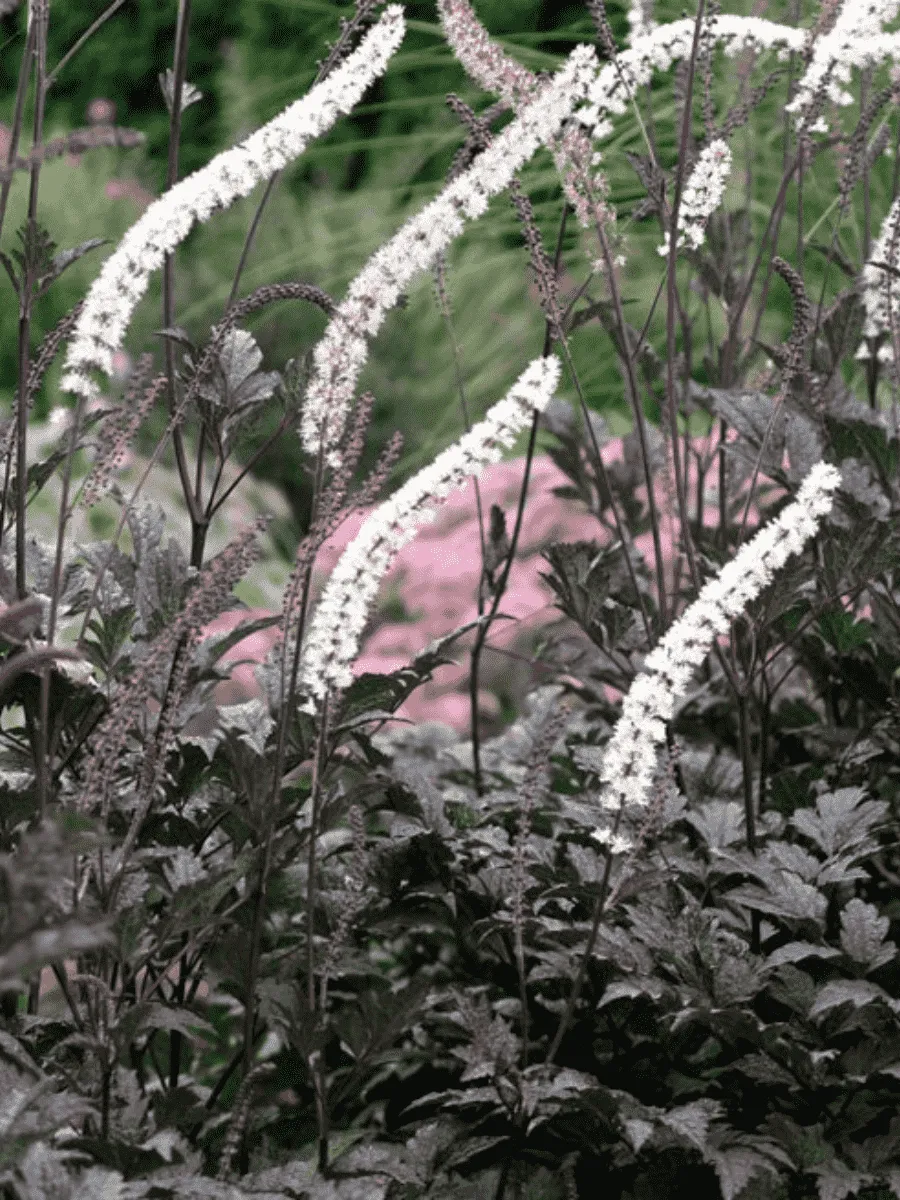 Клопогон ветвистый Brunette