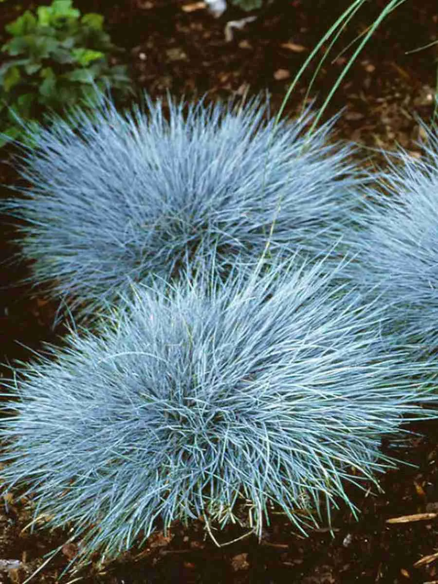 Овсяница сизая