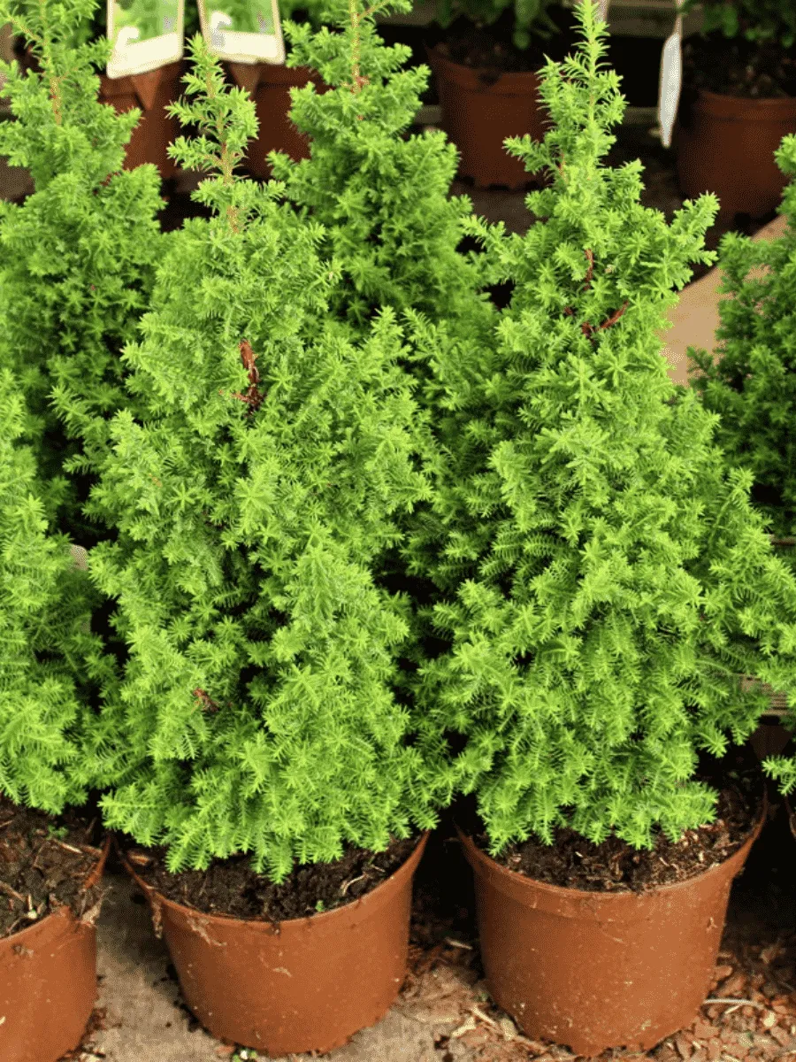 Кипарисовик туевидный Top Point