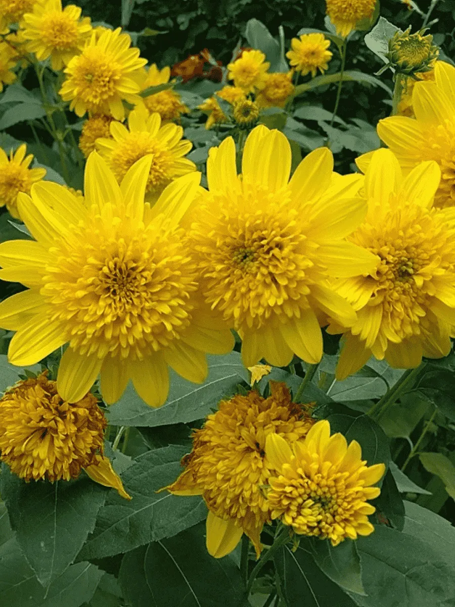 Подсолнечник анемовидный Happy Days