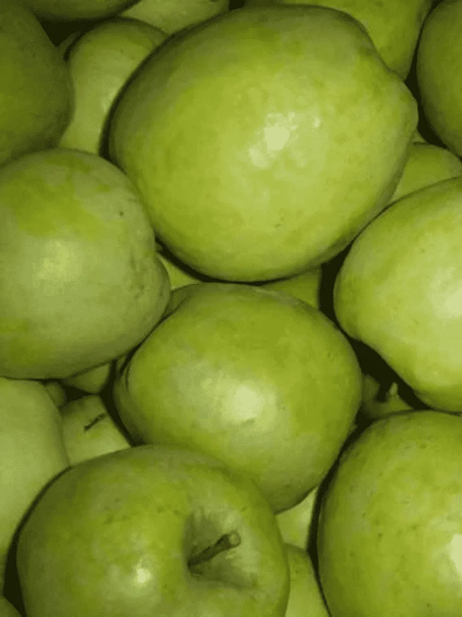 Яблоня Синап Белорусский