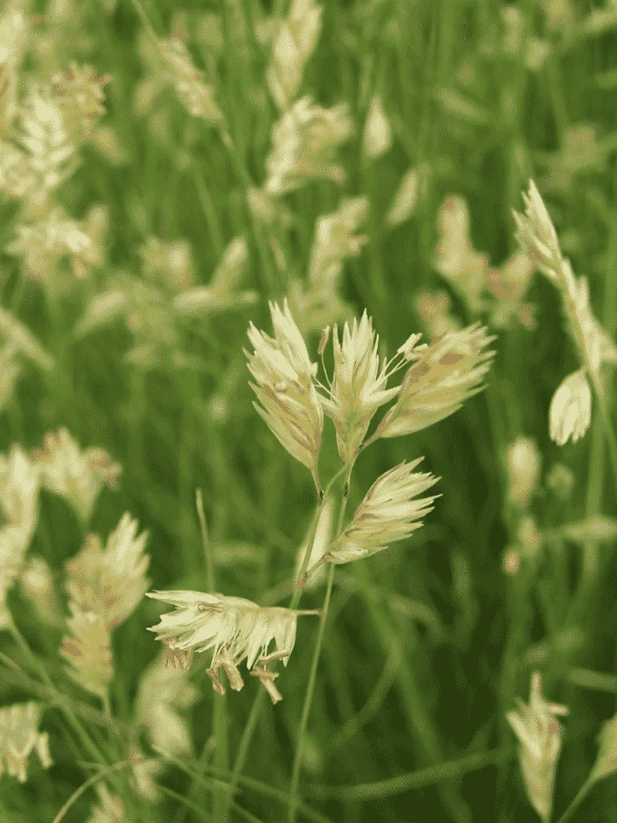 Бухлое двудомное