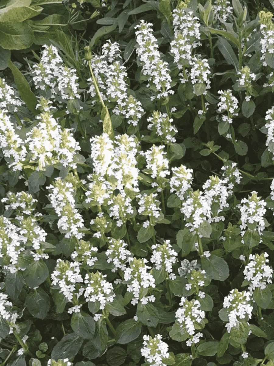 Живучка ползучая Alba