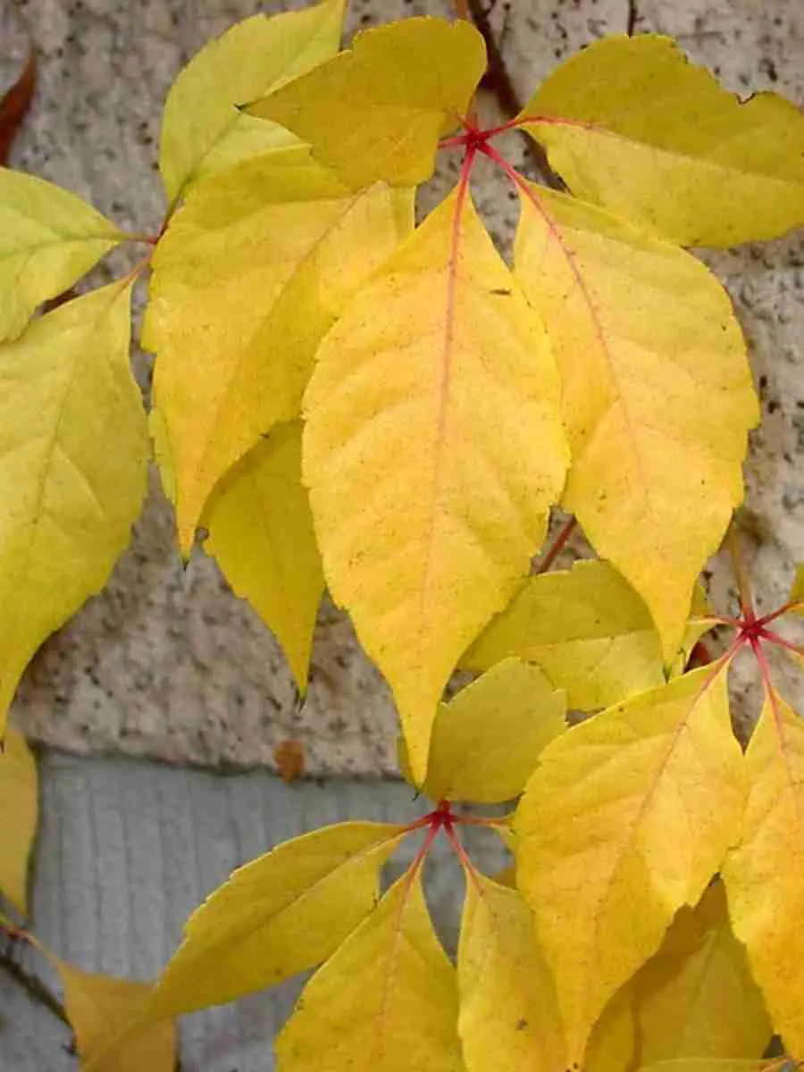 Виноград девичий Yellow Wall