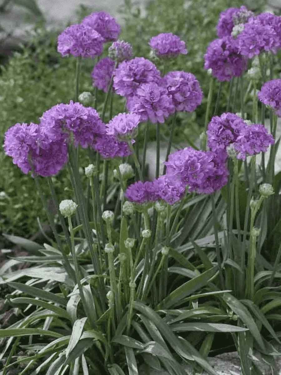 Армерия ложноармерия  Ballerina Lilac