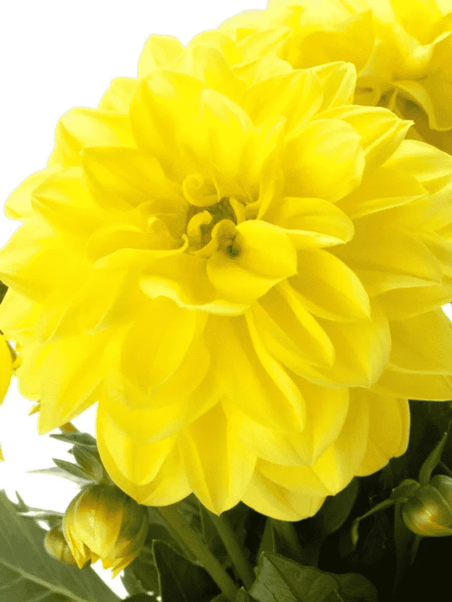 Георгин Dahlietta Select Margareth