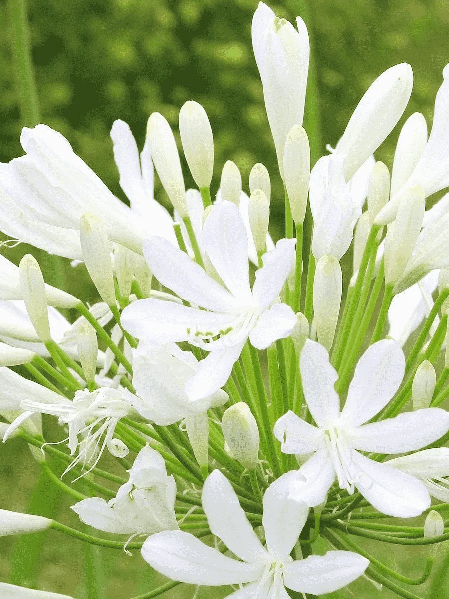 Агапантус Glacier Stream