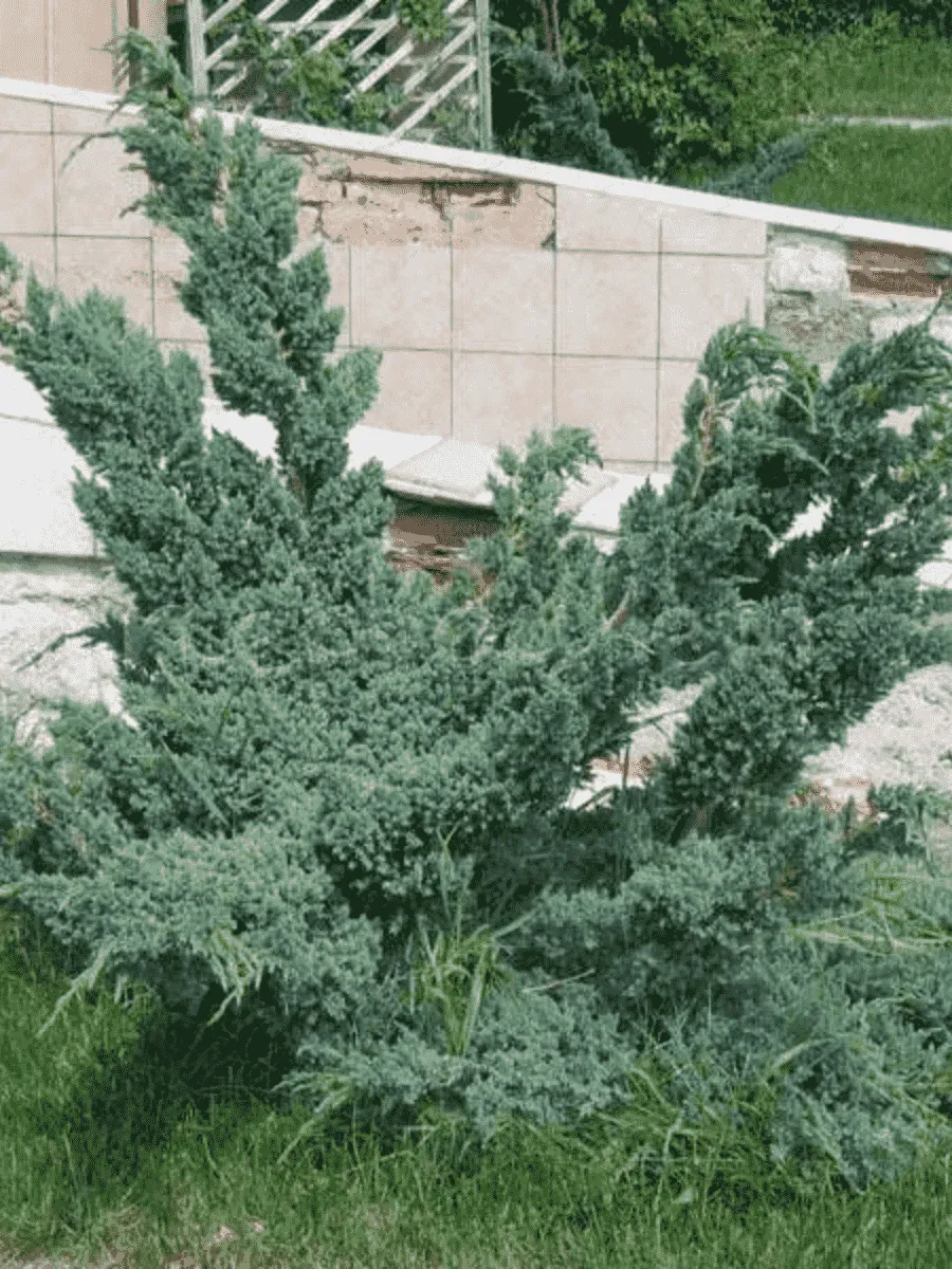 Можжевельник чешуйчатый Meyeri Compacta