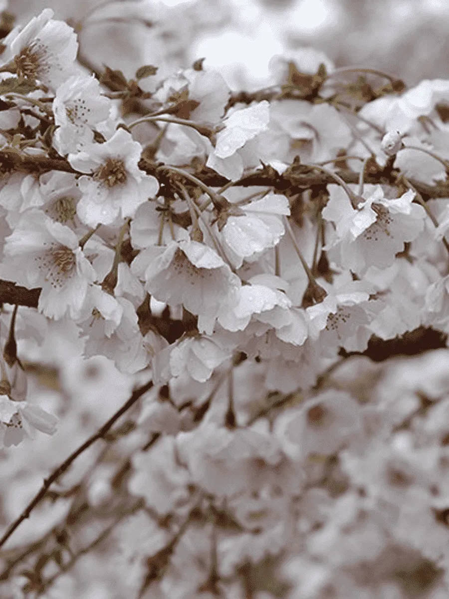 Вишня гибридная Hally Jolivette