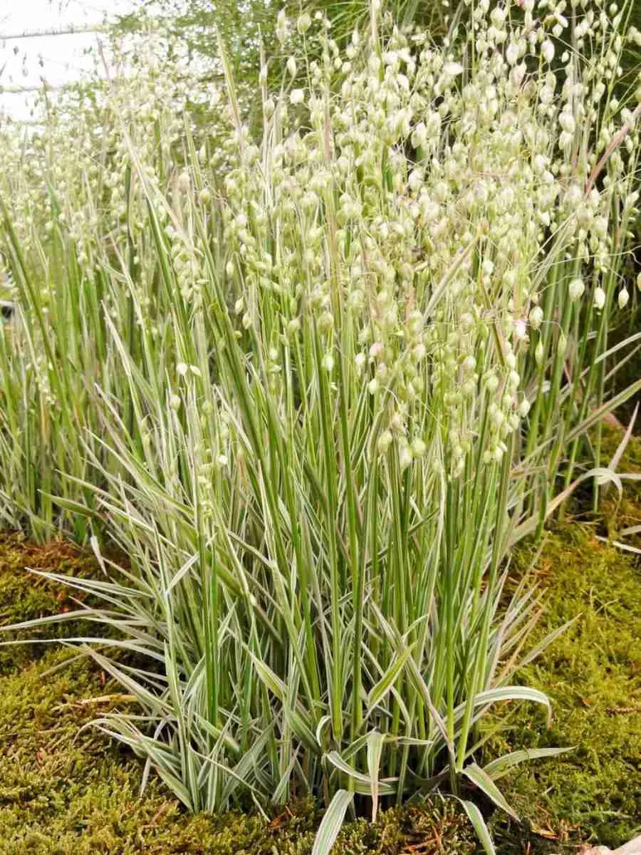 Бриза средняя