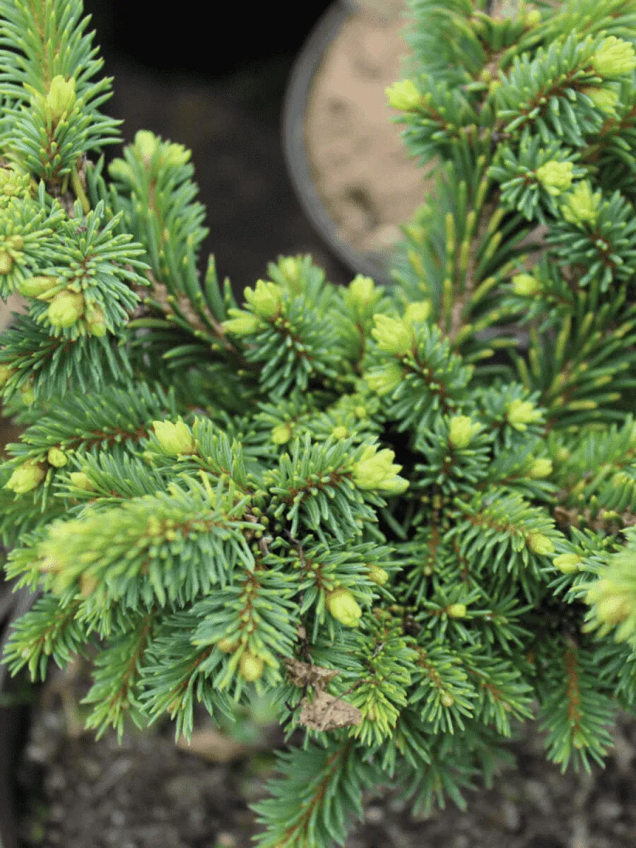 Ель обыкновенная Kamon