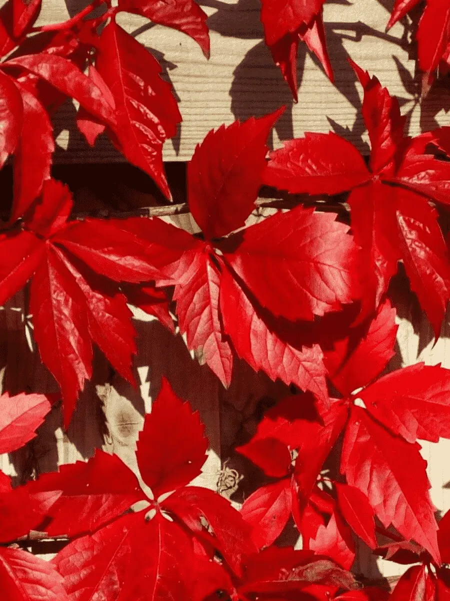 Виноград девичий пятилисточковый RedWall