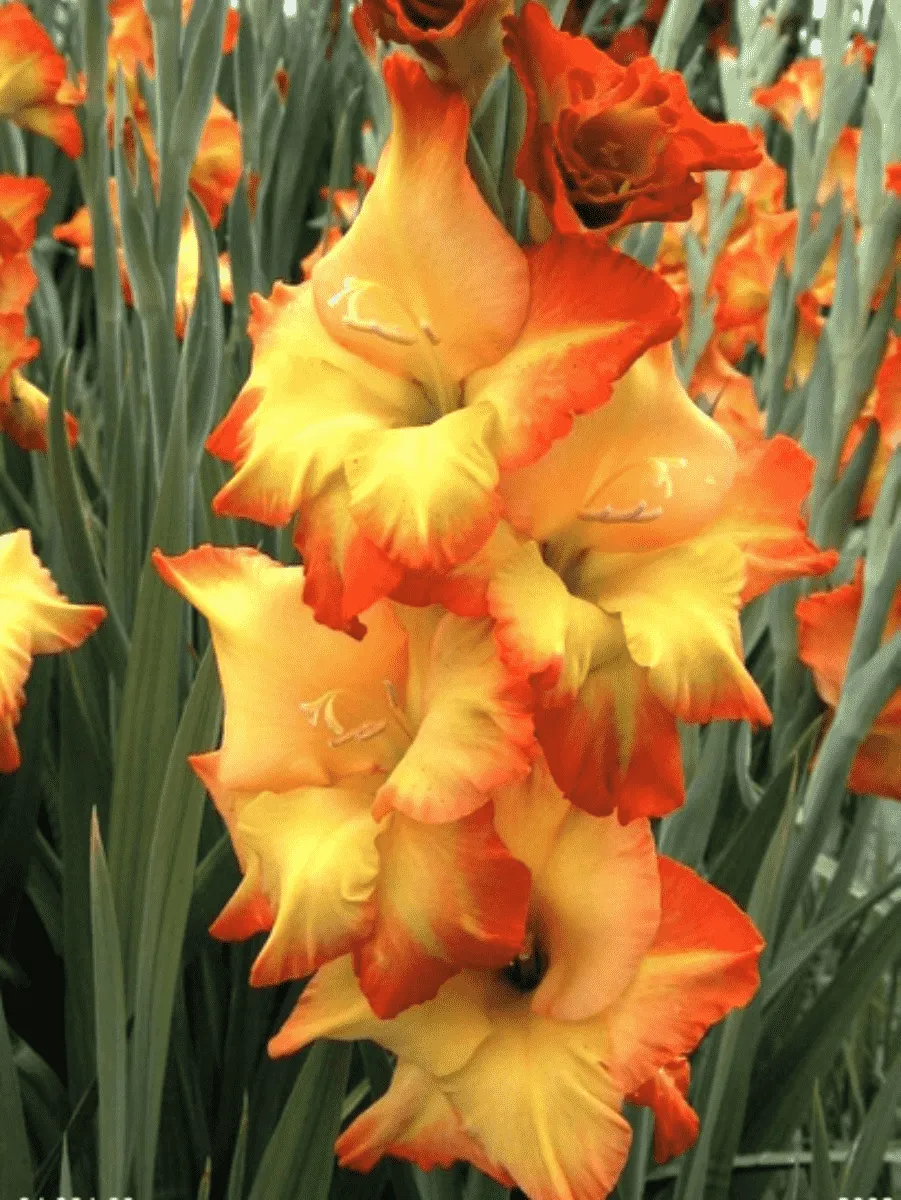 Гладиолус Sunshine