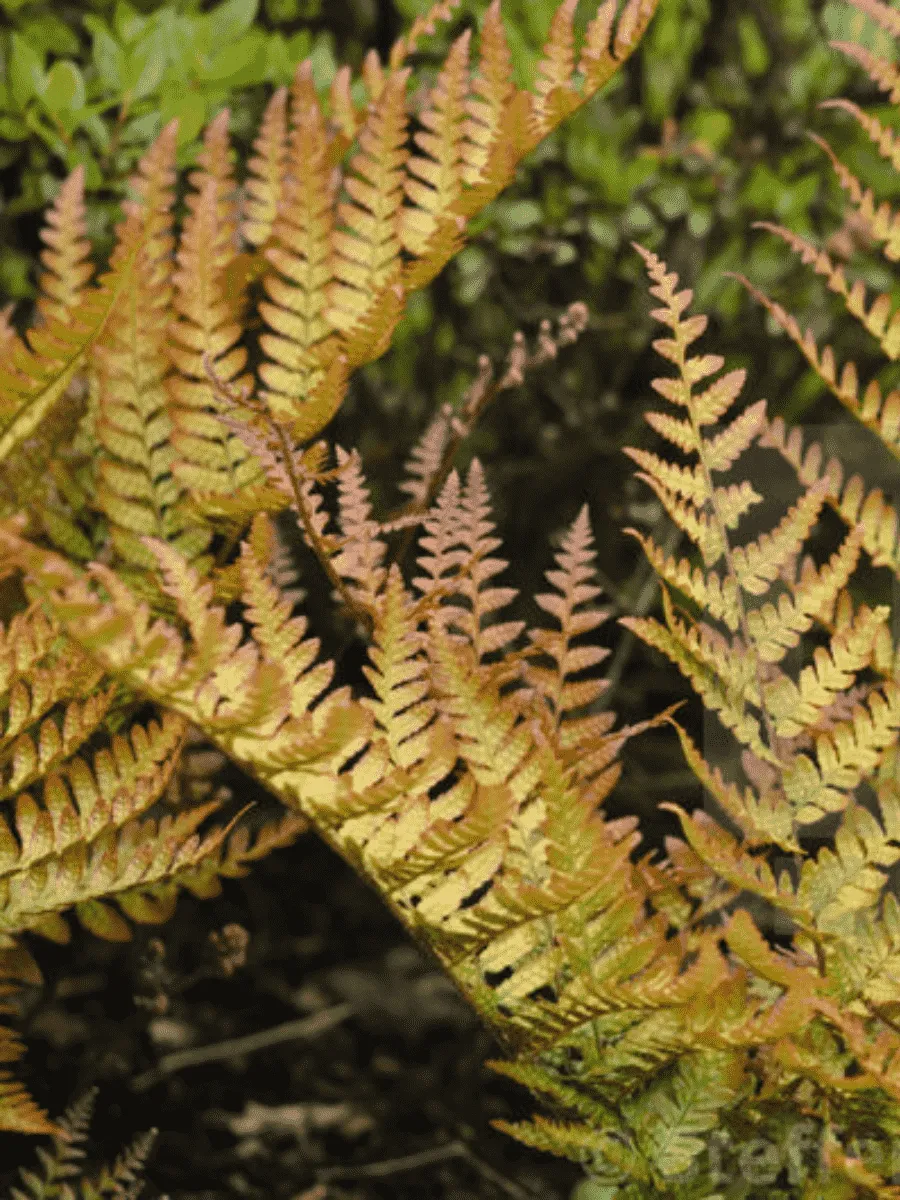 Щитовник красносорусовый Prolifica