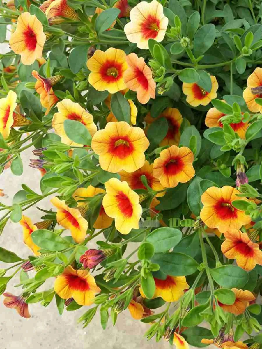 Калибрахоа