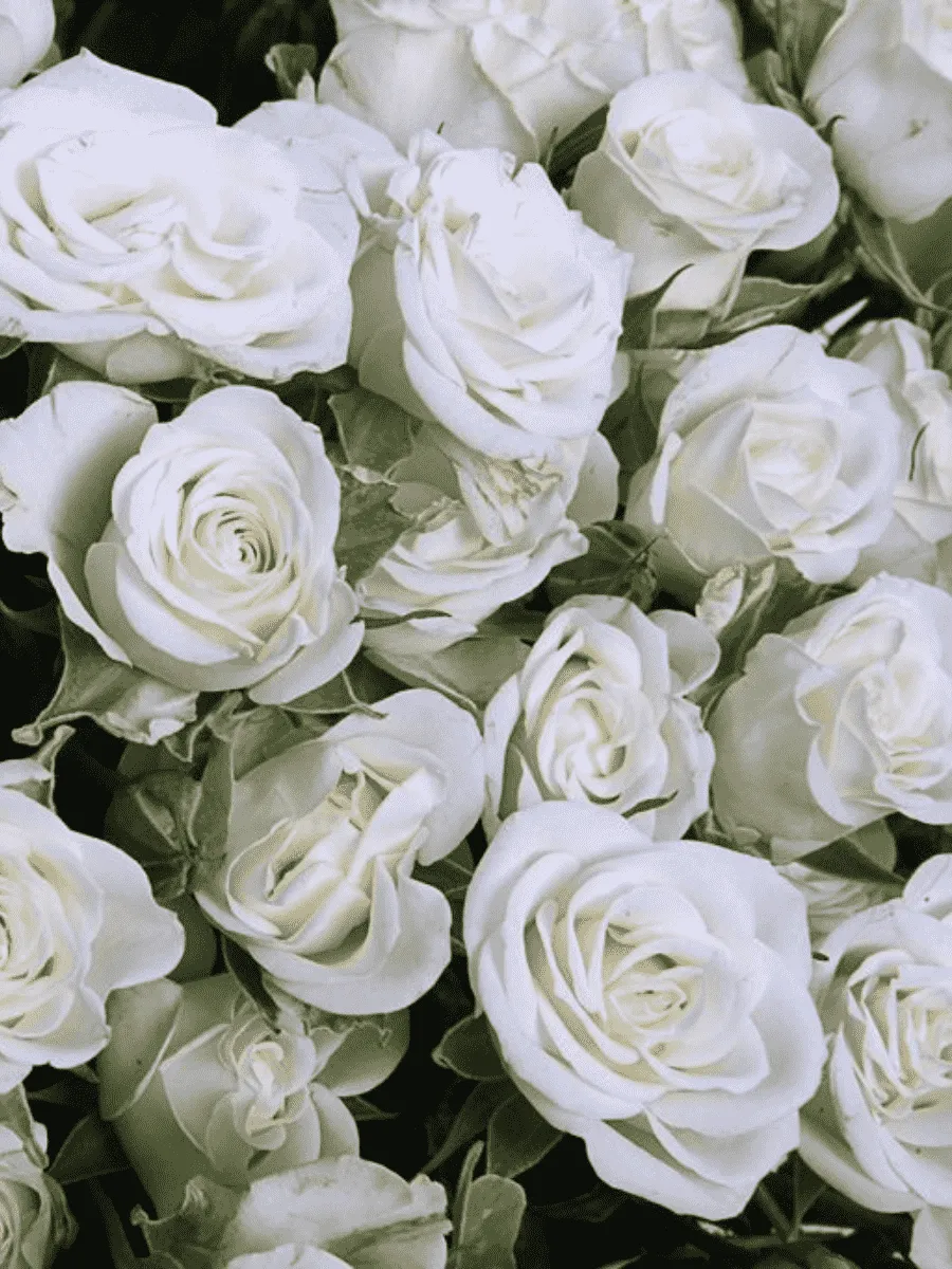 Роза кустовая Snowflake