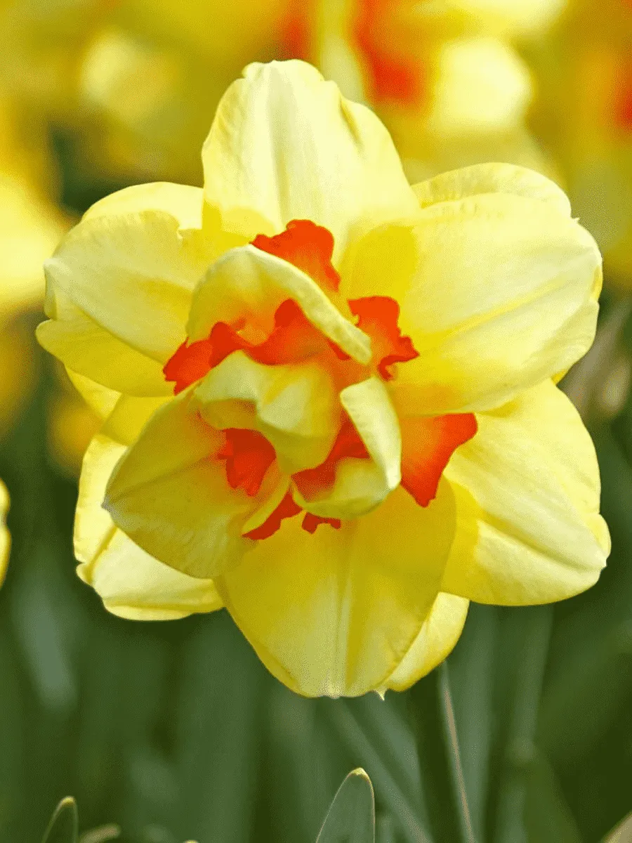 Нарцисс Tahiti