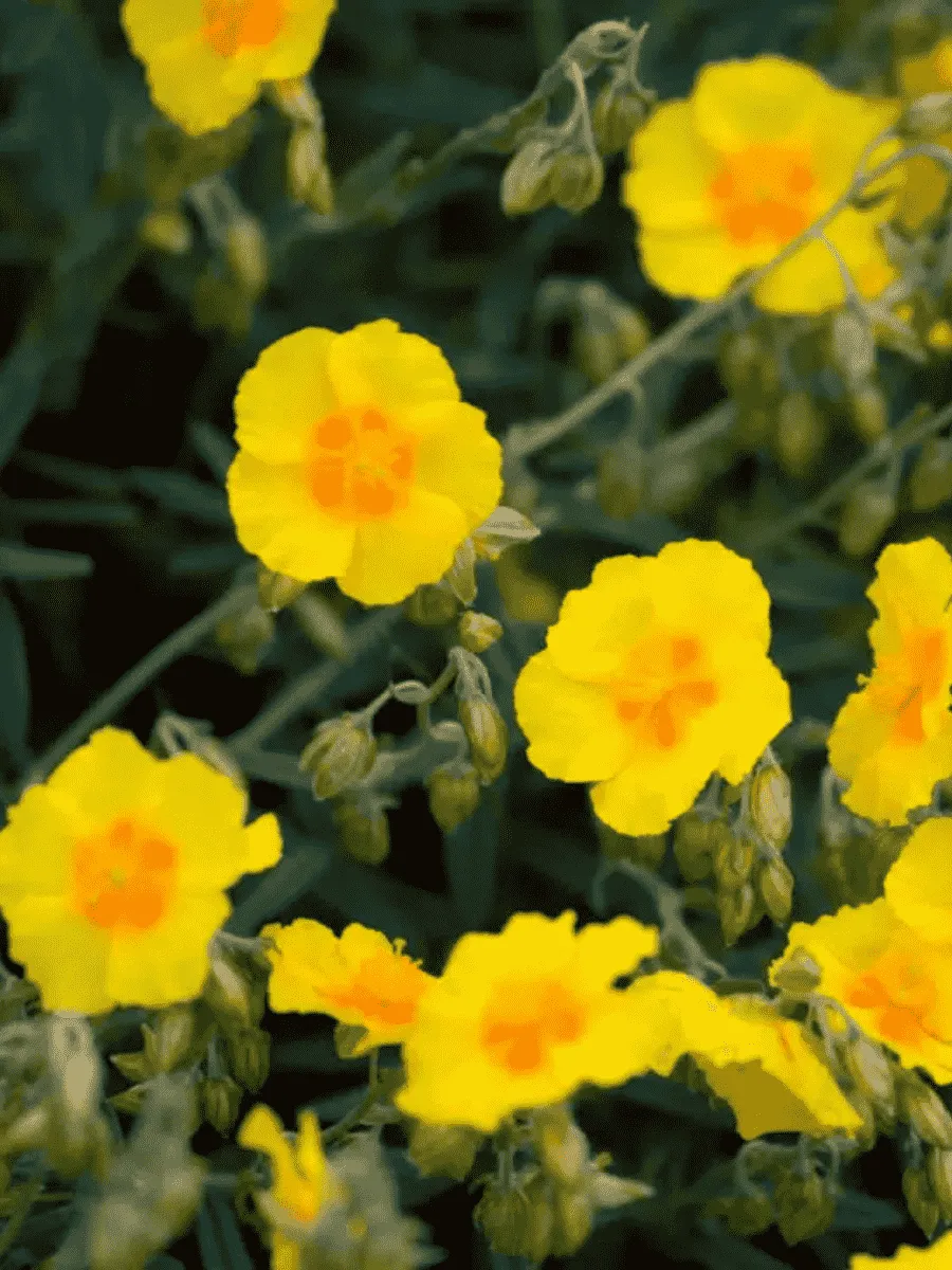 Солнцецвет монетолистный