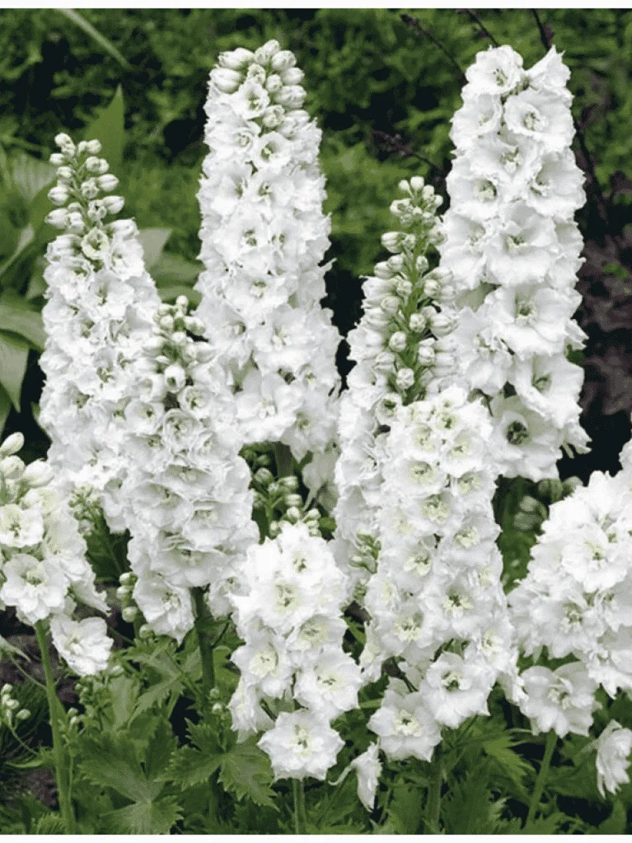 Дельфиниум  культурный M. F. White