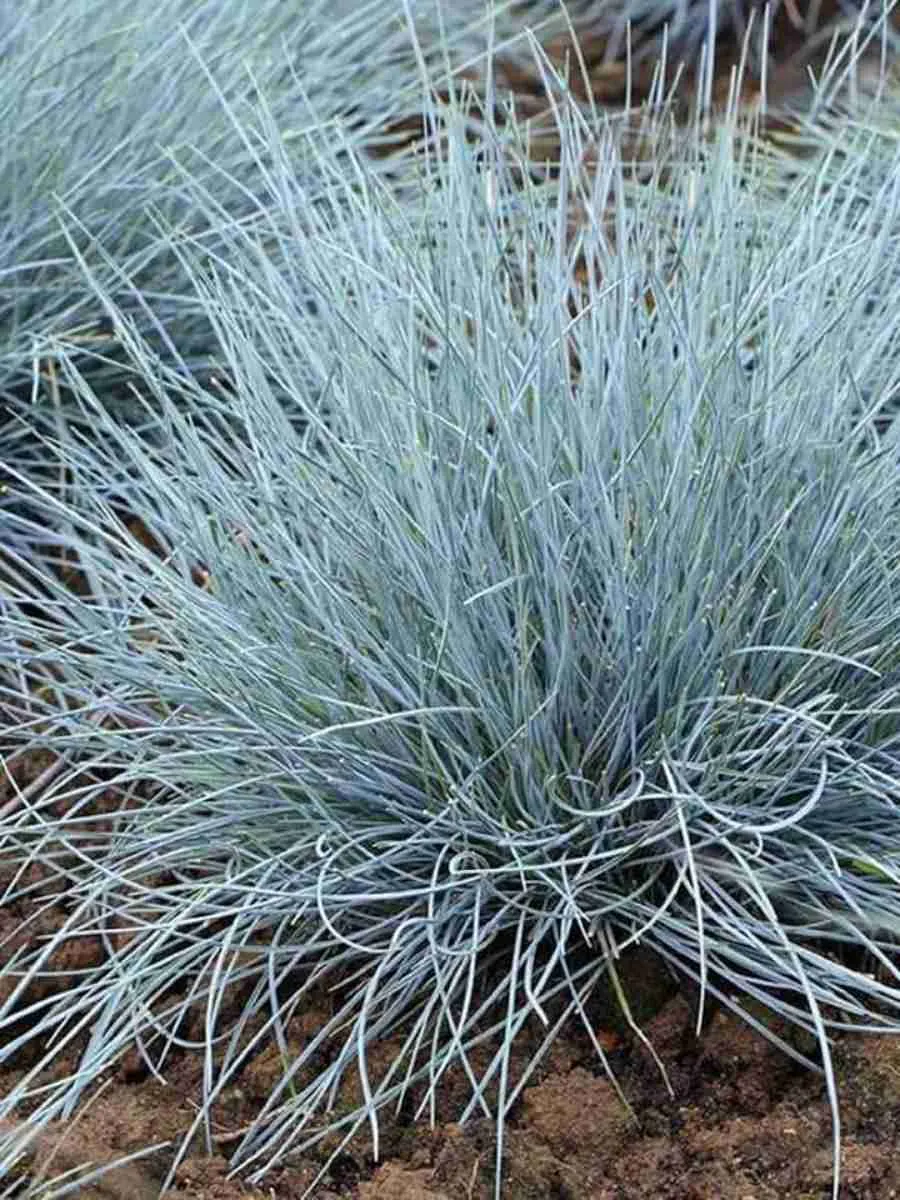 Овсяница Elijah Blue