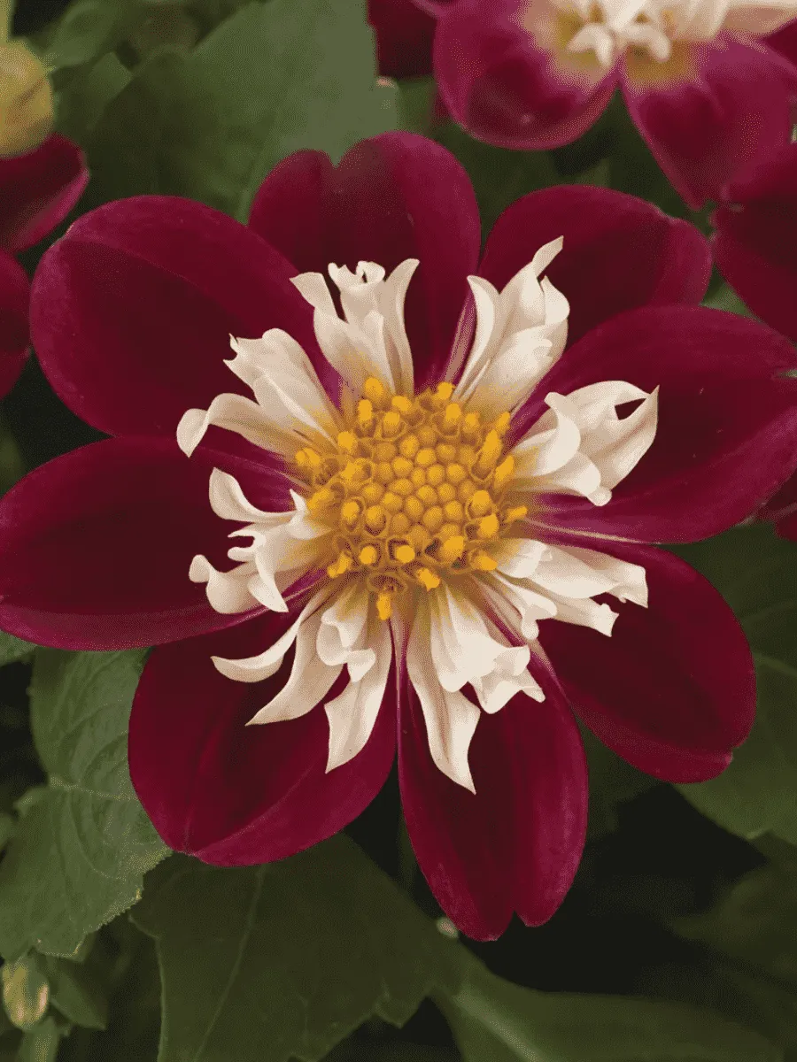 Георгин Dahlietta Surprise Becky