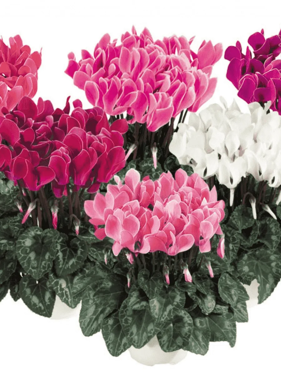 Цикламен персидский Helios Mix